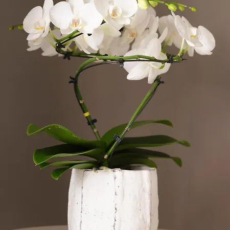 Sole Hotel Cannero Riviera