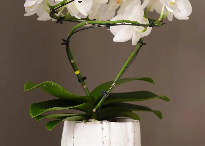 Sole 호텔 카네로 리비에라